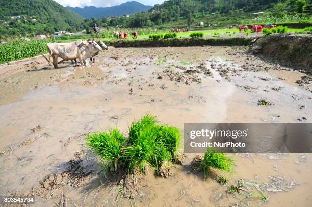 Farmers collect rice sapling for the Rice Plantation during the celebration of National Paddy Day &quot;ASHAD 15&quot; at Chhampi, Patan, Nepal on...