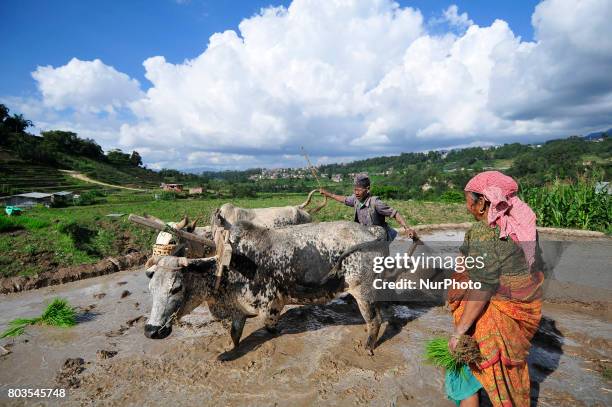 65yrs old, RATNA BAHADUR NAGARKOTI plowing paddy field using ox for the rice plantation during the celebration of National Paddy Day &quot;ASHAD...