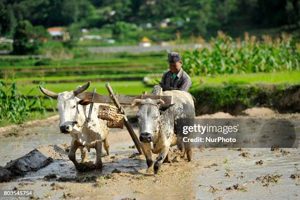 65yrs old, RATNA BAHADUR NAGARKOTI plowing paddy field using ox for the rice plantation during the celebration of National Paddy Day &quot;ASHAD...