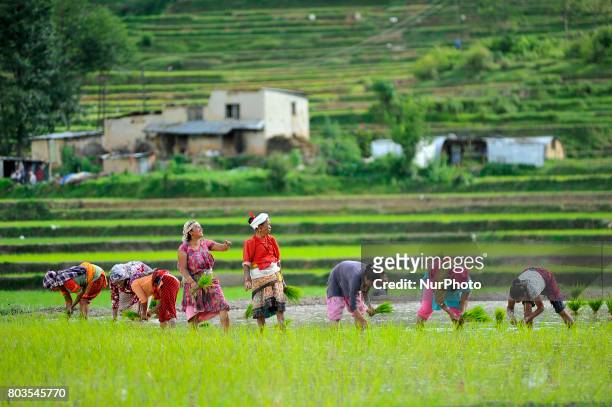 Nepalese farmer's plants Rice Samplings during the celebration of National Paddy Day &quot;ASHAD 15&quot; at Chhampi, Patan, Nepal on Thursday, June...