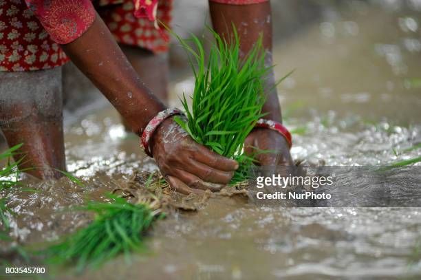 Nepalese farmer's plants Rice Samplings during the celebration of National Paddy Day &quot;ASHAD 15&quot; at Chhampi, Patan, Nepal on Thursday, June...