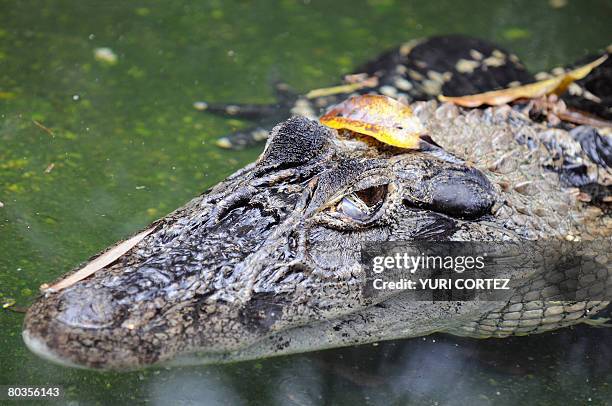 Black Caiman is seen inside its cage at the Emperor Valley Zoo and Botanical Garden of Port of Spain in Trinidad and Tobago on March 19, 2008. Black...