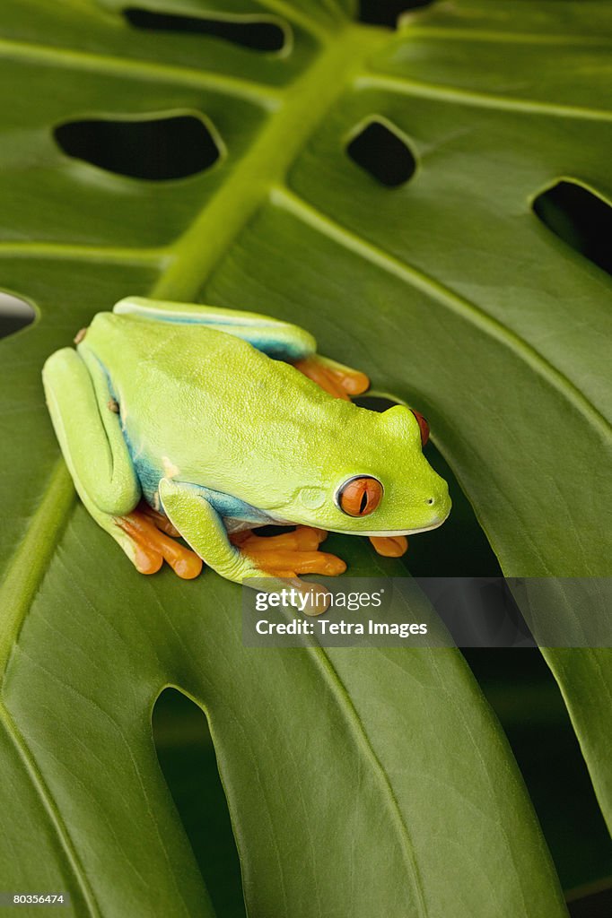 Tree frog on leaf