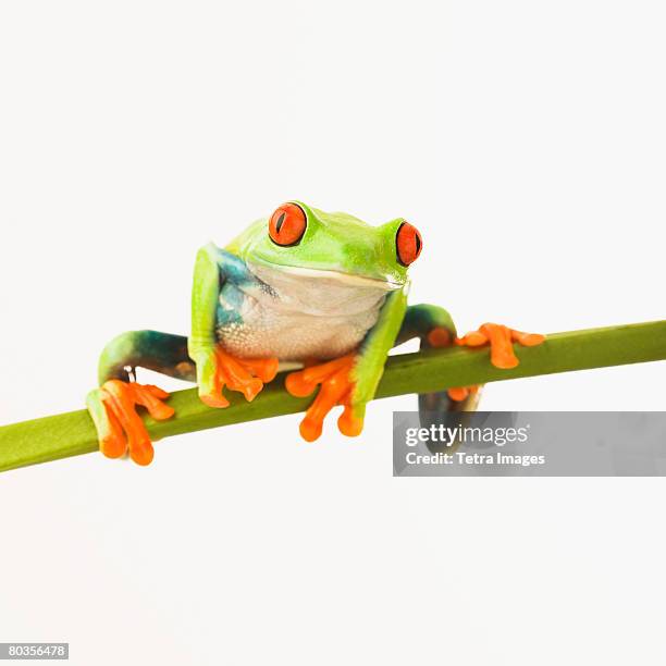 tree frog on stem - frosch stock-fotos und bilder