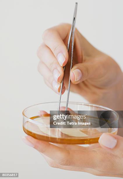 woman removing strip from petri dish with tweezers - pince chirurgicale photos et images de collection