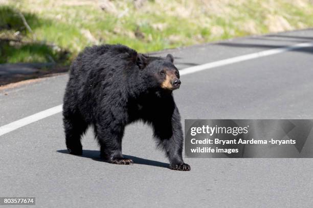 the other side - black bear stock pictures, royalty-free photos & images