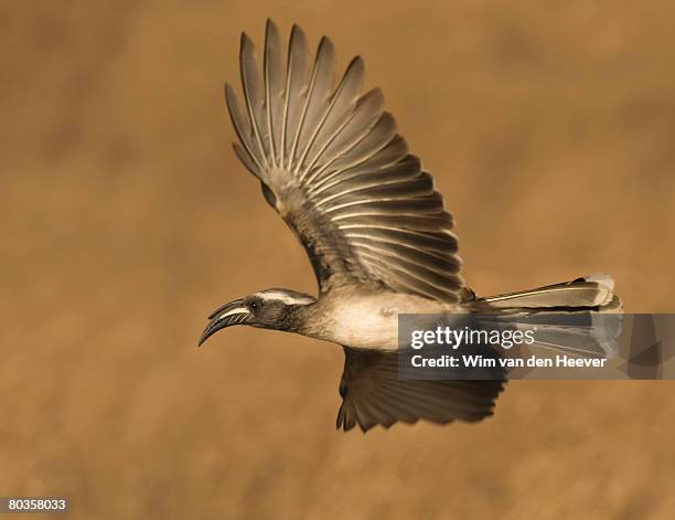 african grey hornbill in flight, greater kruger national park, south africa - african grey hornbill stock pictures, royalty-free photos & images