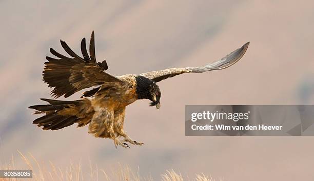 lammergeier vulture in flight, drakensberg mountain range, south africa - bearded vulture stock pictures, royalty-free photos & images