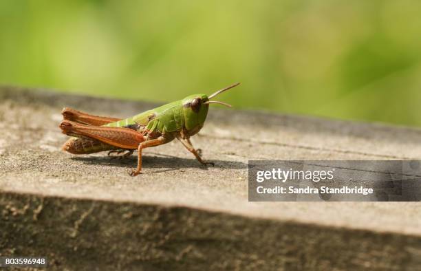 a meadow grasshopper (chorthippus parallelus) perched on a wooden fence. - saltamontes fotografías e imágenes de stock