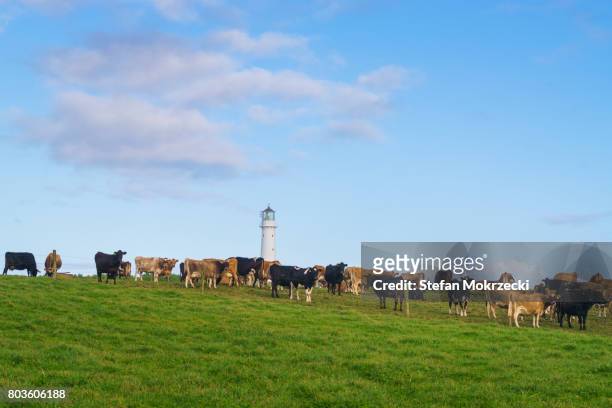 dairy cows with cape egmont lighthouse, new zealand - cape egmont lighthouse stock pictures, royalty-free photos & images