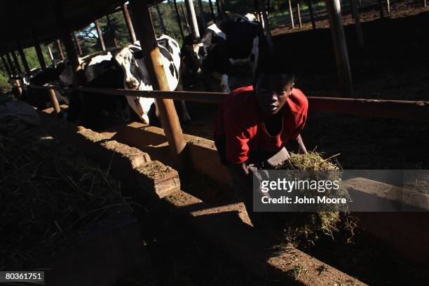 Youth works at a functioning dairy farm March 20, 2008 east of Bulawayo, Zimbabwe. Since 2000, when some 4,000 white farmers lost their farms as part...