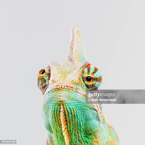 groene kameleon camera kijken - chameleon stockfoto's en -beelden