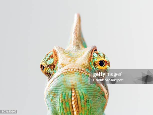 grüne chamäleon porträt - camaleon stock-fotos und bilder
