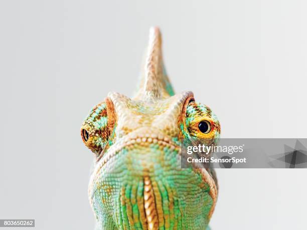 groene kameleon portret - chameleon stockfoto's en -beelden