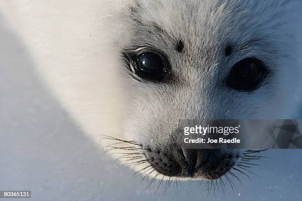 Harp seal pup lies on an ice floe March 24, 2008 in the Gulf of Saint Lawrence in Canada. Canada's seal hunt is expected to start later this week and...