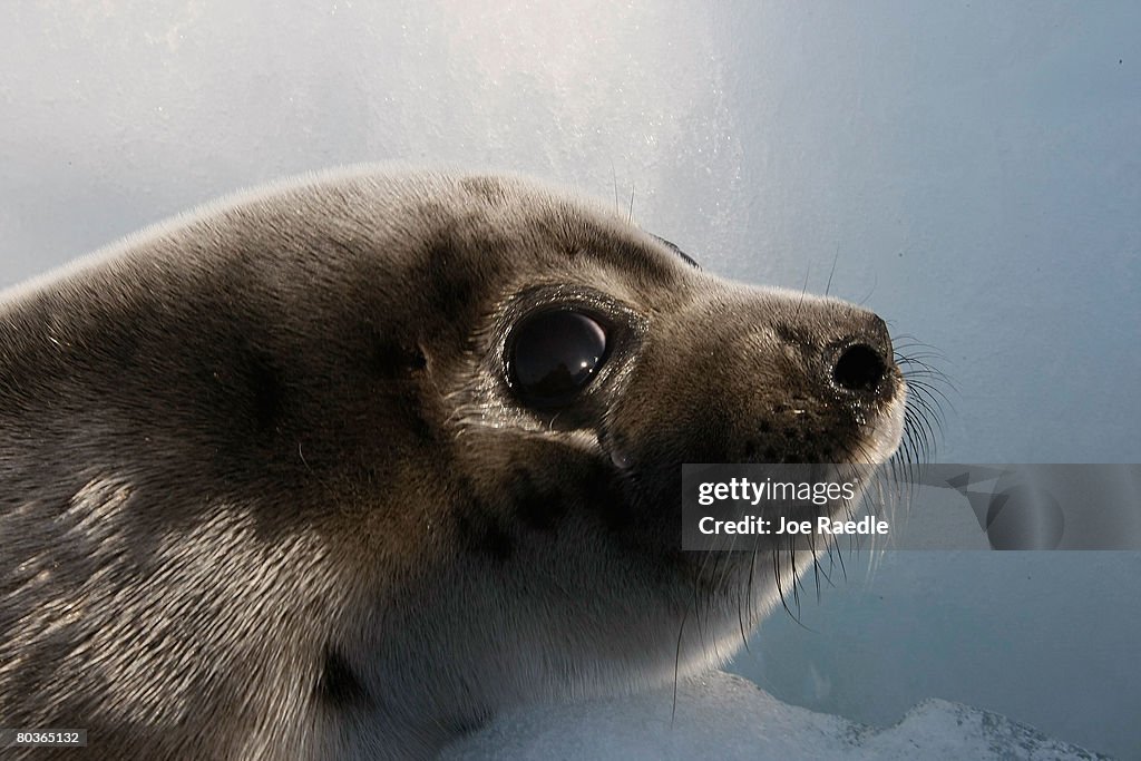 Canada Raises Quota For Controversial Seal Hunt