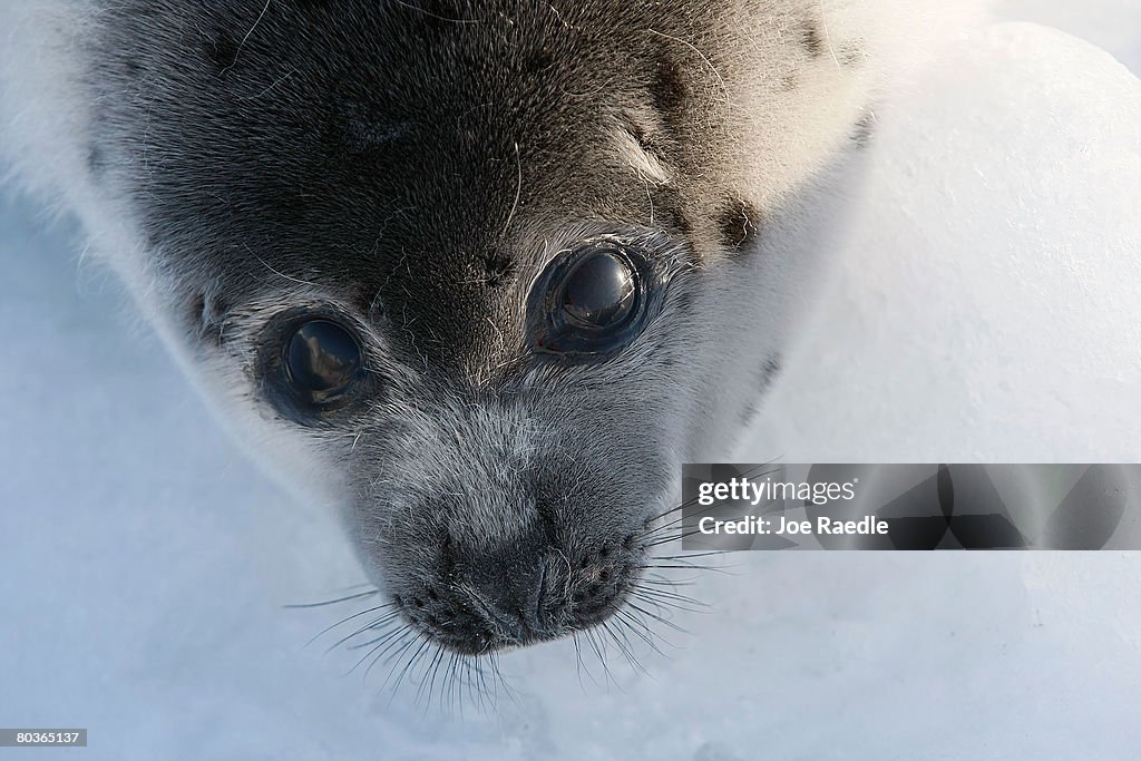 Canada Raises Quota For Controversial Seal Hunt
