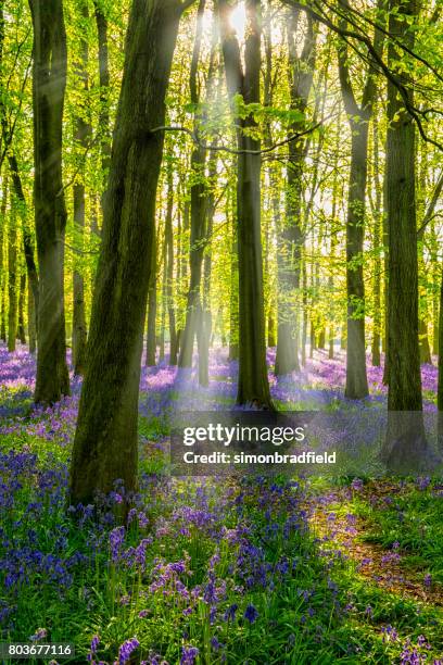campanillas y rayos de sol en un inglés haya - tree forest flowers fotografías e imágenes de stock