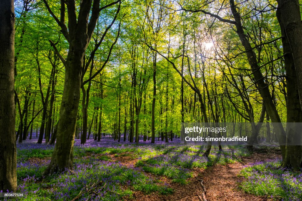 Bluebells And Sunbeams In An English Beechwood