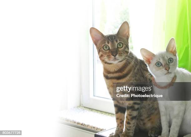 two cute cats - eye color stock pictures, royalty-free photos & images