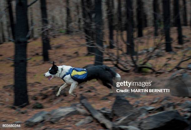 Trained border collie, runs through a forest devastated by massive fire, while sowing tree seeds that fall to the ground from their special backpacks...
