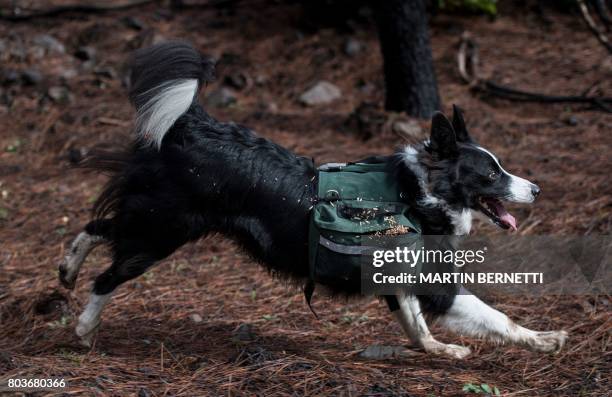 Trained border collie, runs through a forest devastated by massive fire, while sowing tree seeds that fall to the ground from their special backpacks...