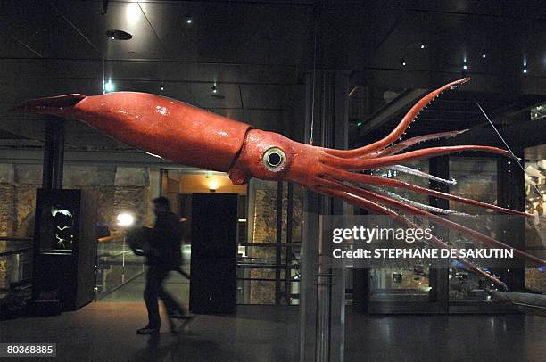 View of "Wheke" on March 25 the giant calamari on show at Paris Natural history museum, after being for the first time plastinated, a process to...