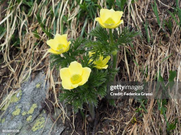 alpine pasque flower (pulsatilla alpina) - pulsatilla alpina stock pictures, royalty-free photos & images