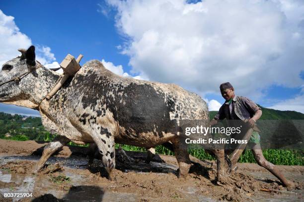 65yrs old, Ratna Bahadur Nagarkoti plowing paddy field using ox for the rice plantation during the celebration of National Paddy Day "ASHAD 15" at...