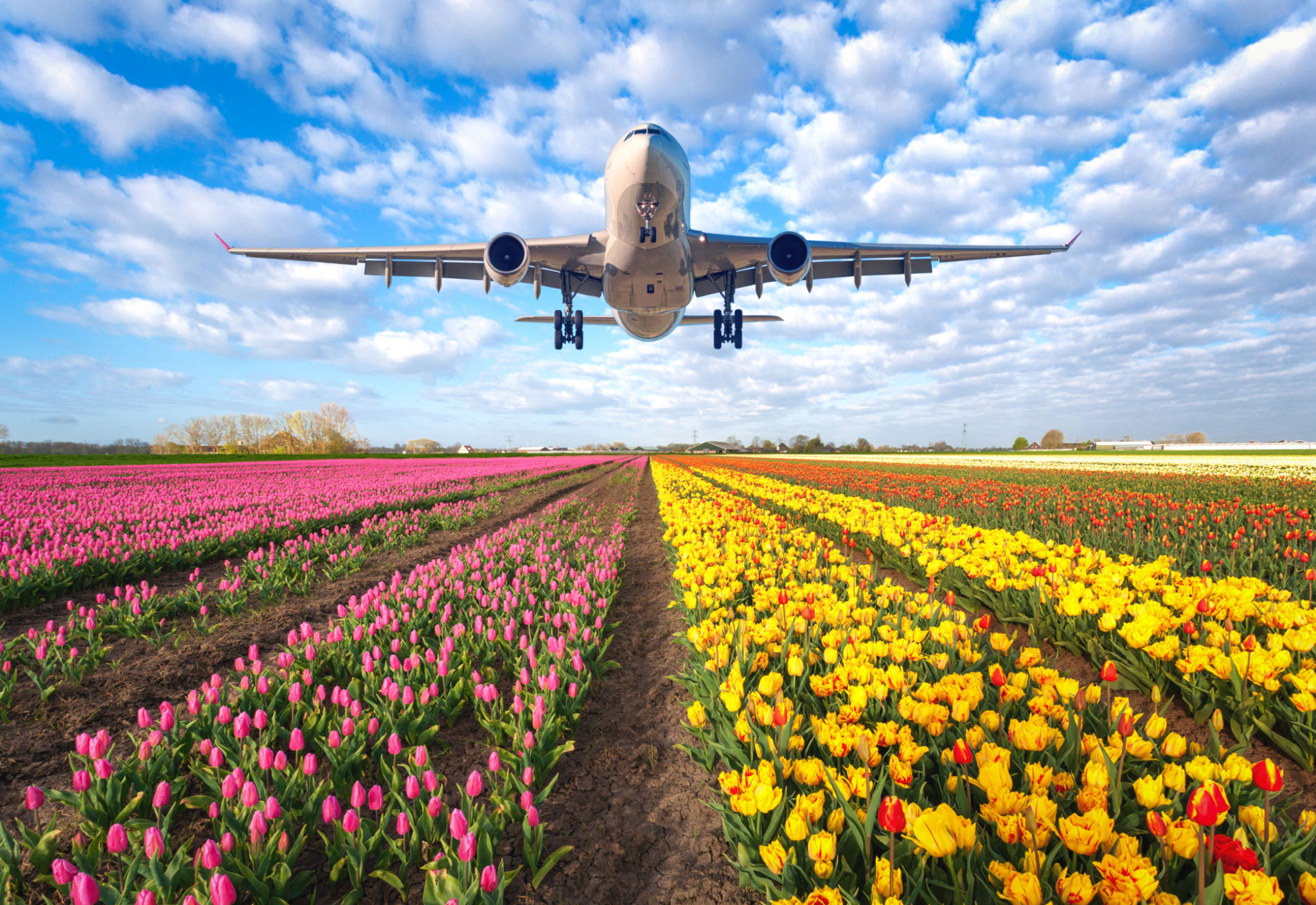 airplane flowers