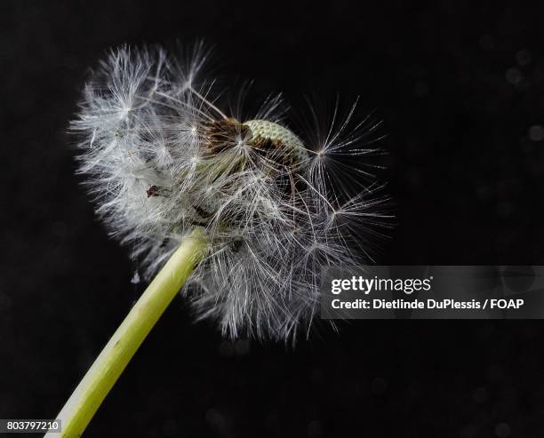 dandelion flower with black background - dietlinde duplessis foto e immagini stock