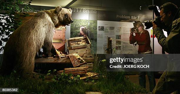 Photographers take pictures of preserved brown bear "Bruno" after he was presented to the public on March 26, 2008 at the Museum Mensch und Natur in...