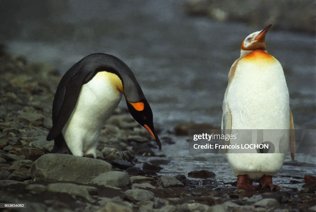 Albinos King Penguin (Aptenodytes Patagonica), South Georgia Island