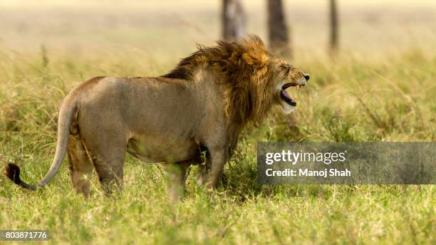 flehmen gesture. - flehmen behaviour foto e immagini stock