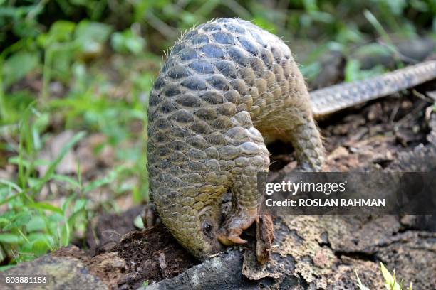 Baby Sunda pangolin nicknamed 'Sandshrew' feeds on termites in the woods at Singapore Zoo on June 30, 2017. - Sandshrew was brought to the Wildlife...