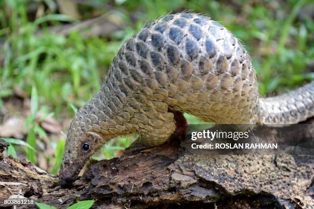 Baby Sunda pangolin nicknamed 'Sandshrew' feeds on termites in the woods at Singapore Zoo on June 30, 2017. - Sandshrew was brought to the Wildlife...