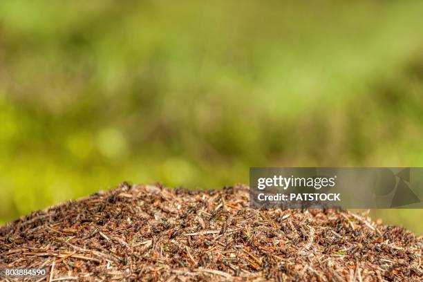 anthill - ant nest stock pictures, royalty-free photos & images