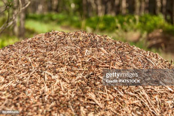 1.103 Anthill Stock Photos, HighRes Pictures, and Images Getty Images