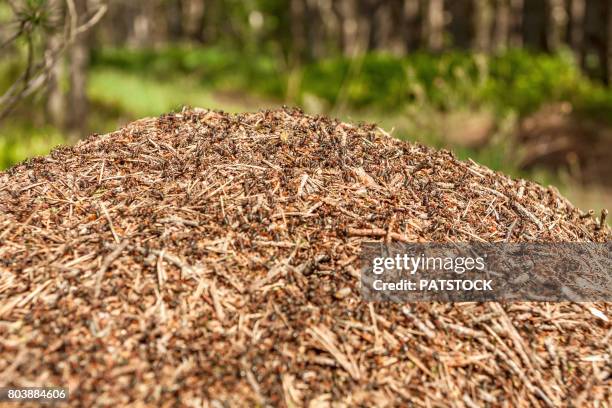 anthill - colony of ants stock pictures, royalty-free photos & images