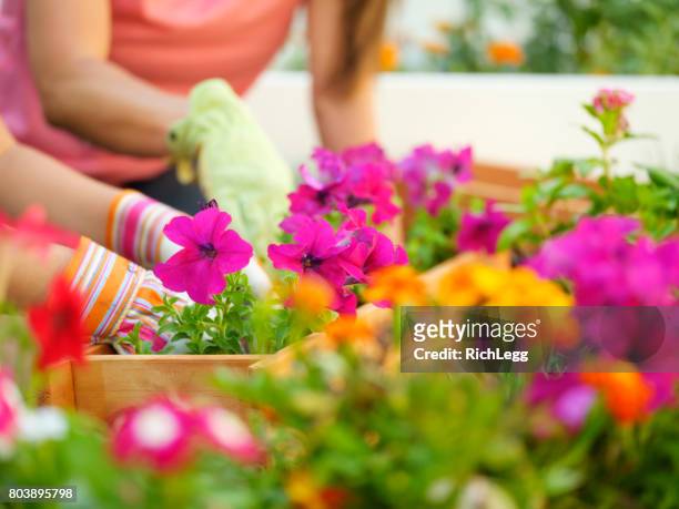 backyard gardening - landscaped flowers stock pictures, royalty-free photos & images