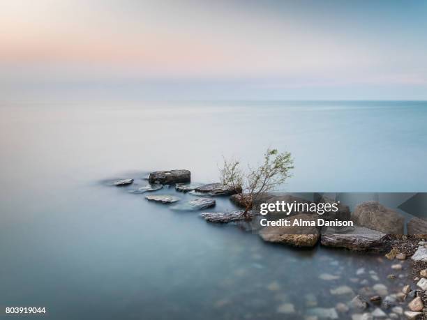 lone tree on crash barrier - lake ontario - alma danison stock pictures, royalty-free photos & images