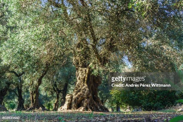 großer alter olivenbaum mit blattwerk in olivenplantage - extra virgin olive oil stock pictures, royalty-free photos & images