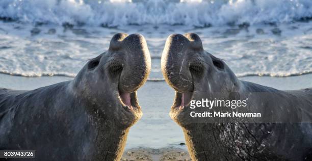 northern elephant seal, mirror image - northern elephant seal stock pictures, royalty-free photos & images