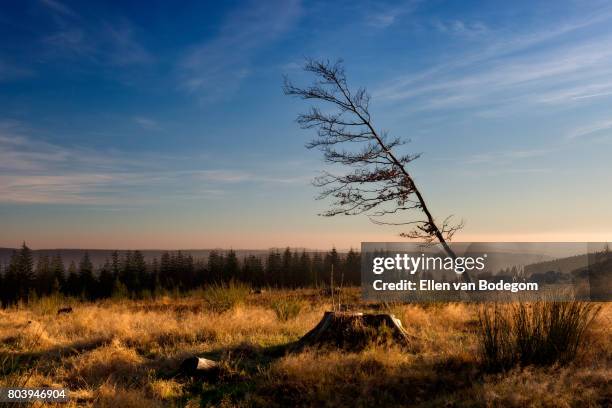 landscape with windswept tree in late afernoon sunlightl on top of kahler asten mountain, winterberg, germany - winterberg - fotografias e filmes do acervo