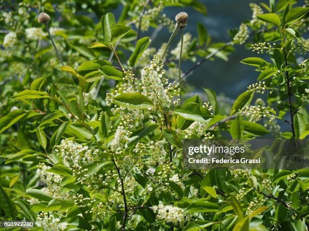 chokecherry flowers (prunus virginiana) - custer state park stock pictures, royalty-free photos & images