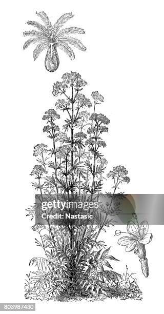 valerian (valeriana officinalis, caprifoliaceae) - valeriana officinalis stock illustrations
