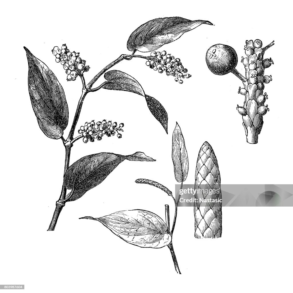 Piper cubeba, cubeb or tailed pepper