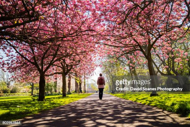 cherry blossoms in herbert park in dublin, ireland - life and landmarks in the irish capital of dublin fotografías e imágenes de stock