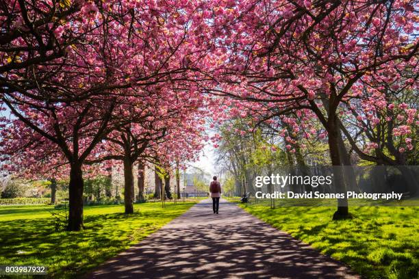 cherry blossoms in herbert park in dublin, ireland - life and landmarks in the irish capital of dublin fotografías e imágenes de stock