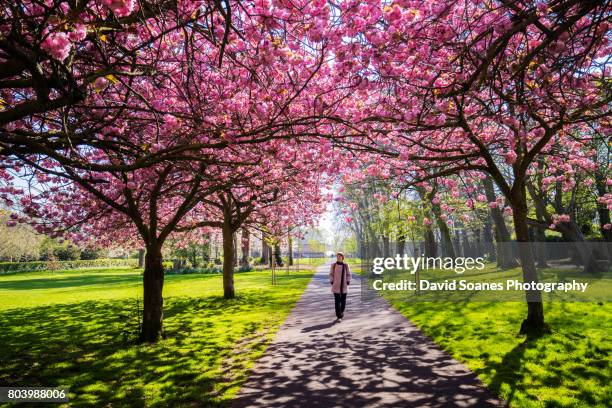 cherry blossoms in herbert park in dublin, ireland - dublin city stockfoto's en -beelden